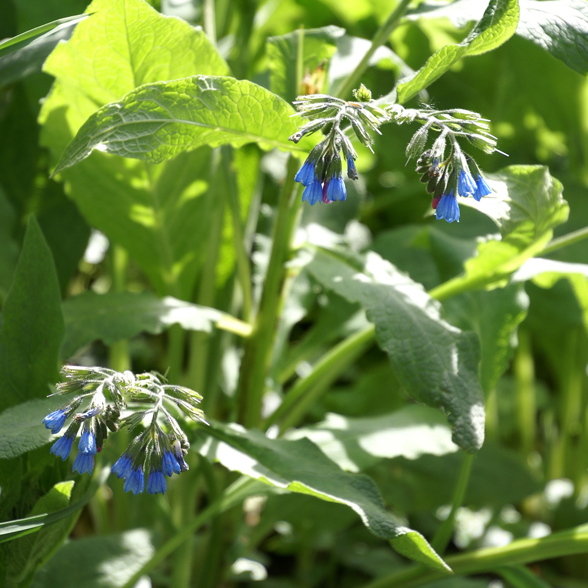 Verveine bleue bio 20 g – Marche Branche D'Olivier