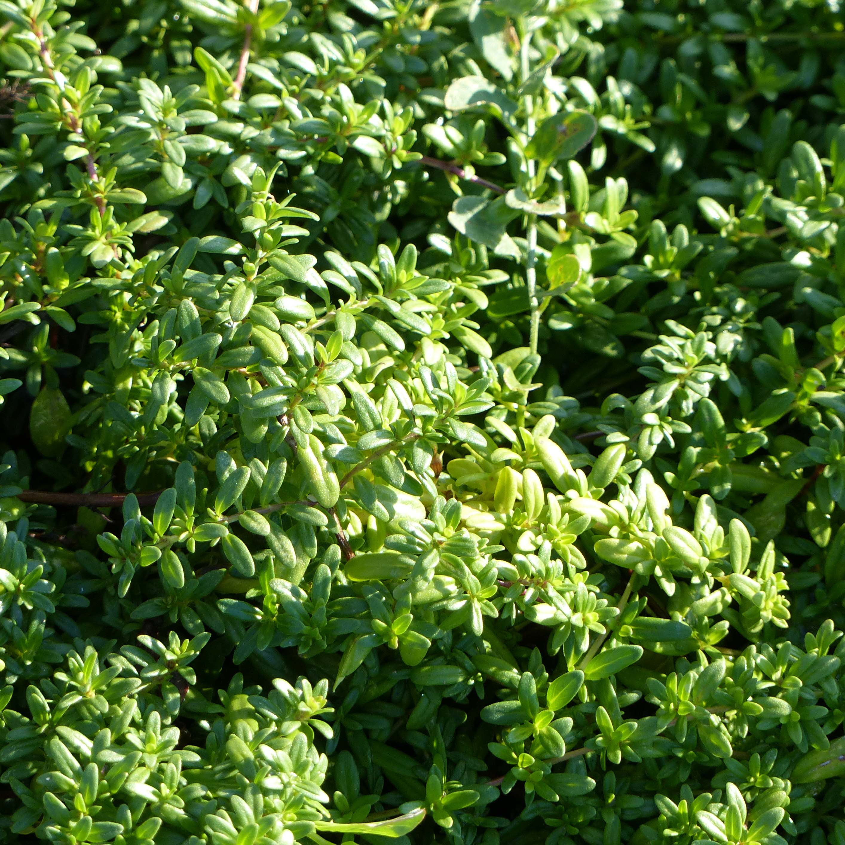 Thym commun - Thymus vulgaris - Bio - La Serre Ô Délices :)