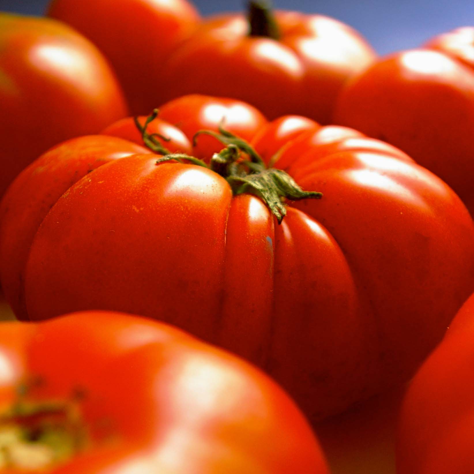 Tomate F1 Gigantomo - Graines Baumaux