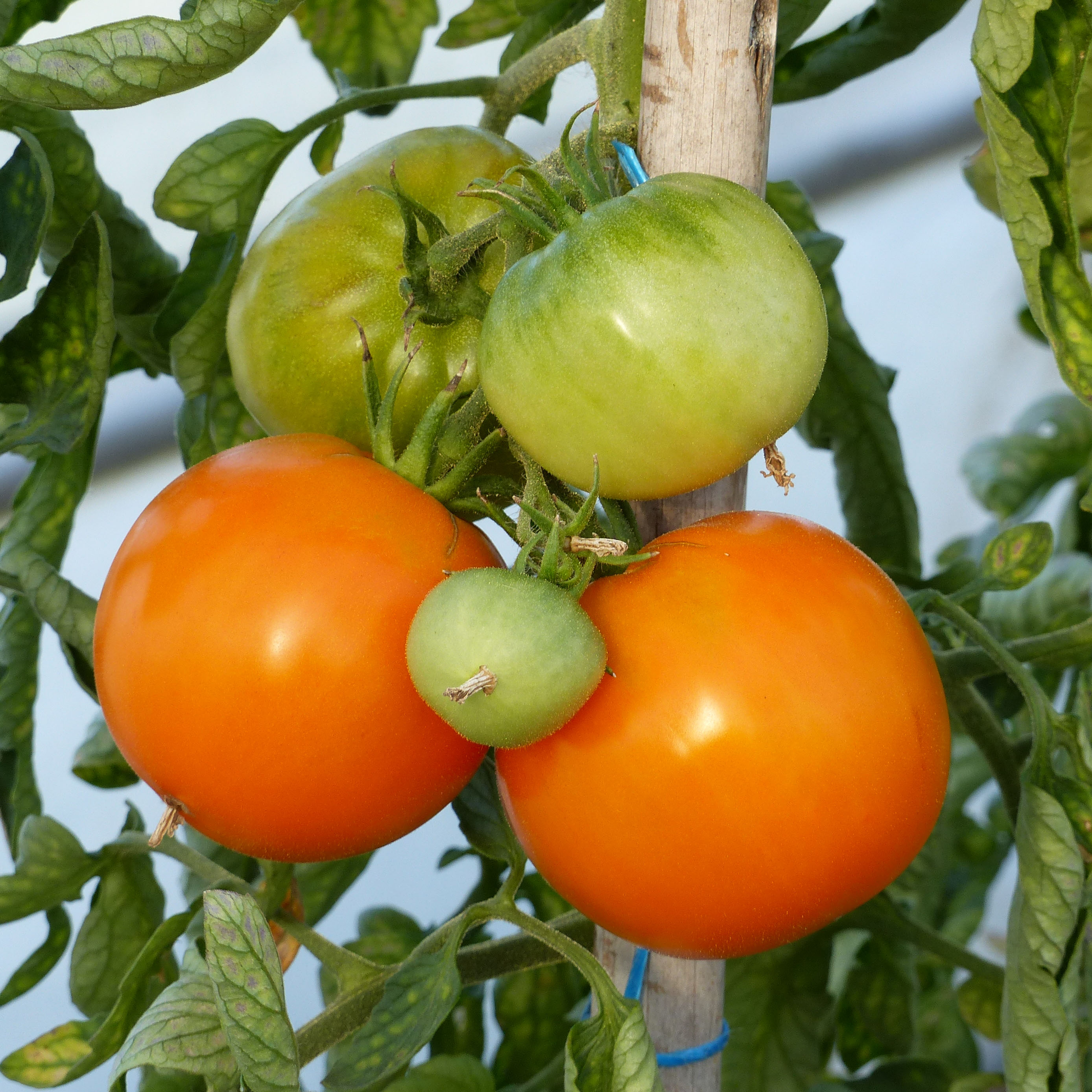 Nos graines potagères de tomate Orange Queen Bio - La Bonne Graine