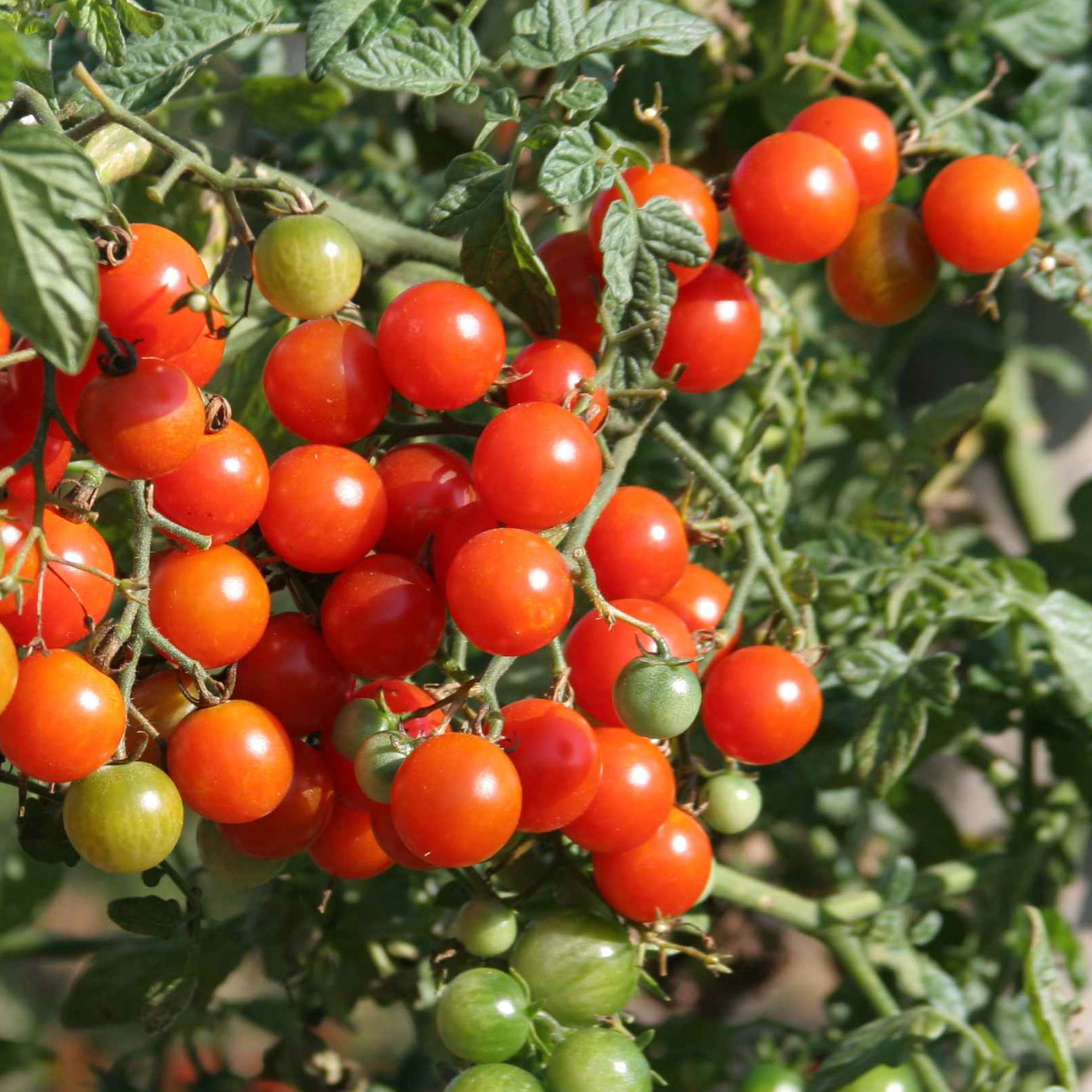 Plant de tomates, tomate cerise Sweet Baby, pot de 0,5L, potager, culture,  achat, pas cher