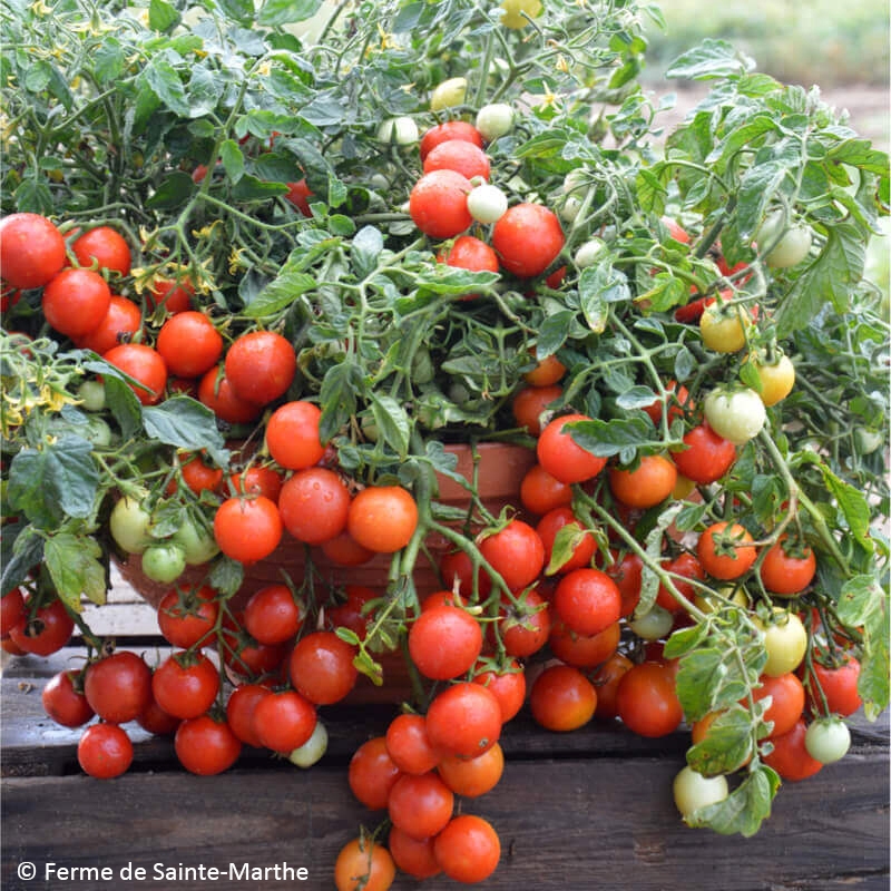 Mélange de graines bio de tomates à gros fruits