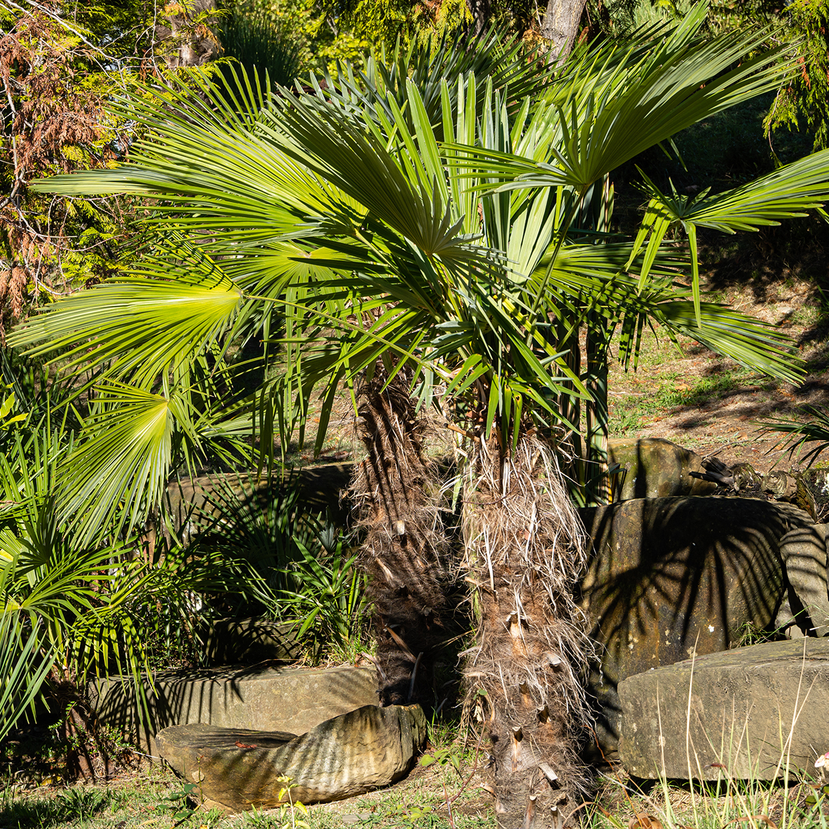 Palmier Trachycarpus fortunei