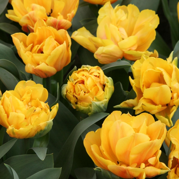 Bulbes de tulipes hâtives doubles, paq. 30