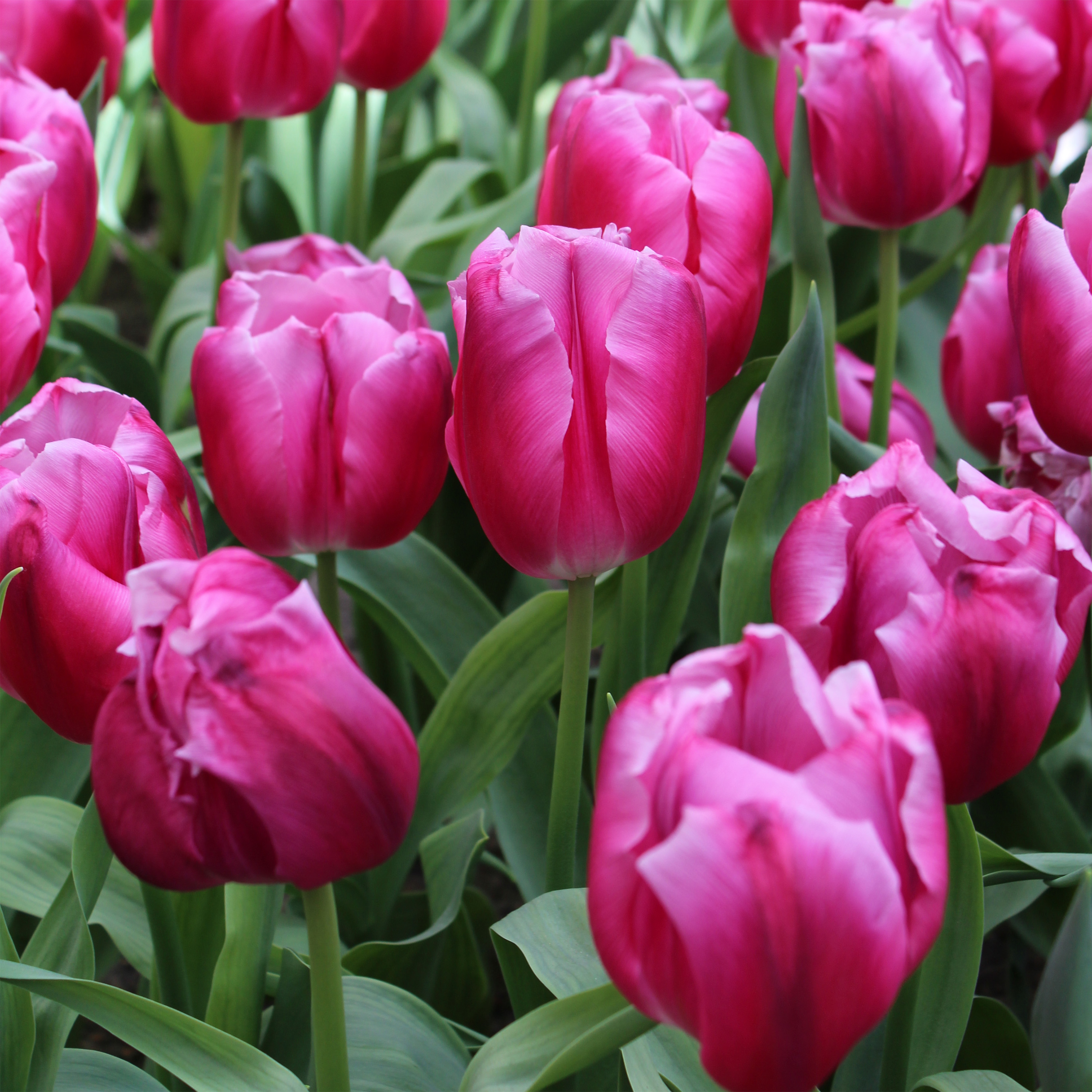 Bulbes de tulipes de Hollande - Tulipe Danceline