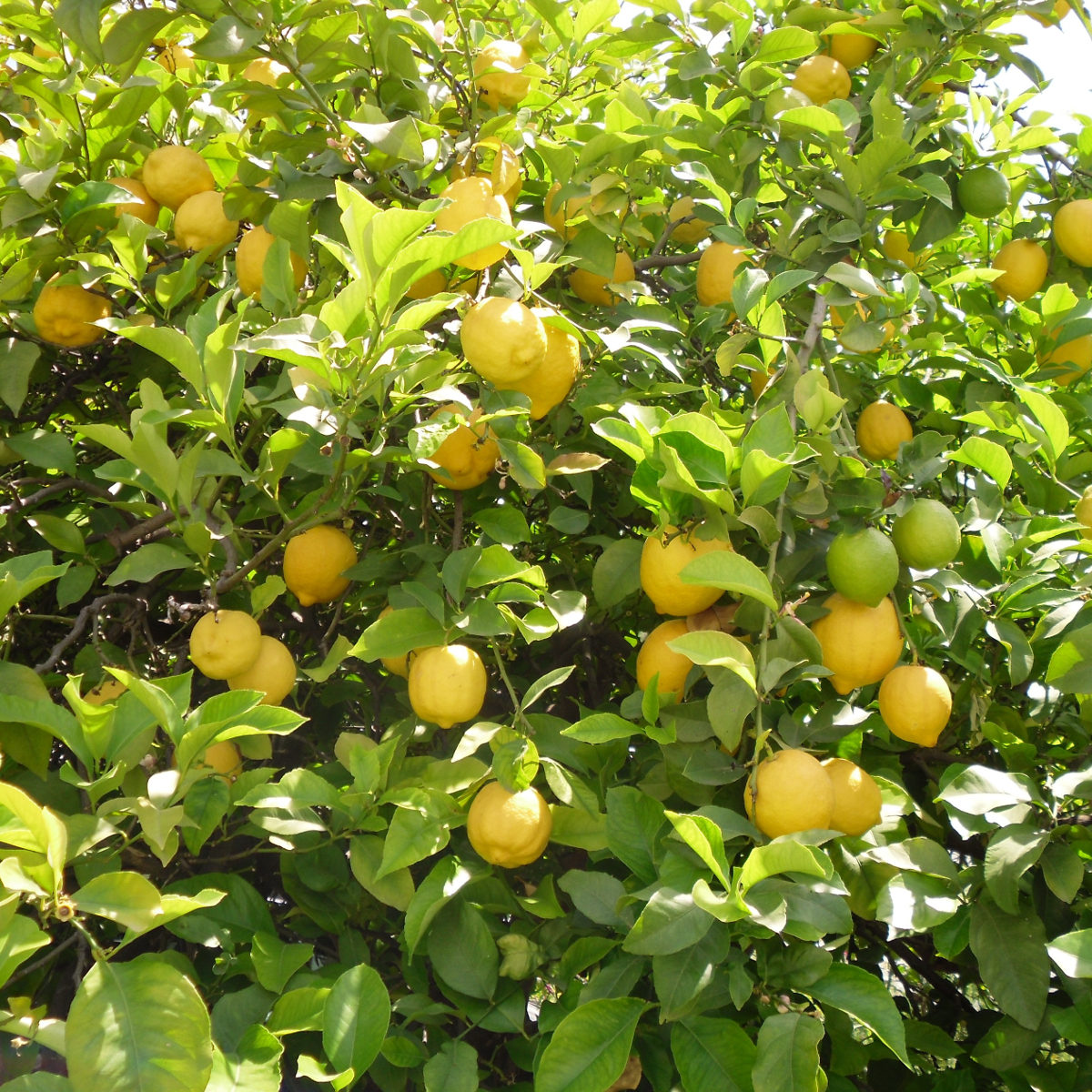 Citronnier des 4 saisons - Vente en ligne de plants de Citronnier