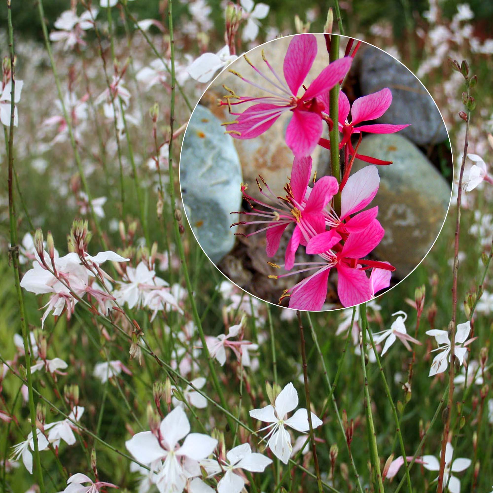 Collection 3 Gauras en Rose et Blanc - Gaura lindheimeri Blanc et Siskyou  Pink