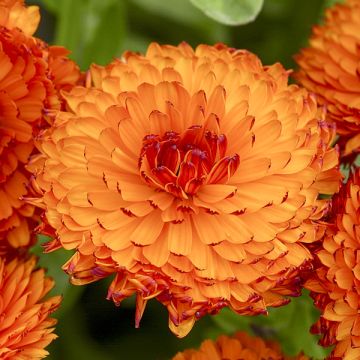 Graines de Calendula officinalis Néon - Souci des Jardins