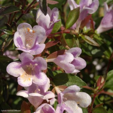 Abelia Pastel Charm® - Abélia hybride nain