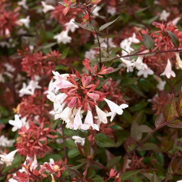 Abelia grandiflora Semperflorens - Abélia à grandes fleurs