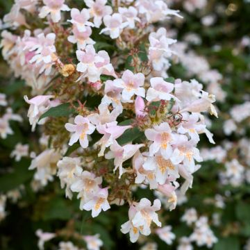 Abelia grandiflora Semperflorens - Abélia à grandes fleurs