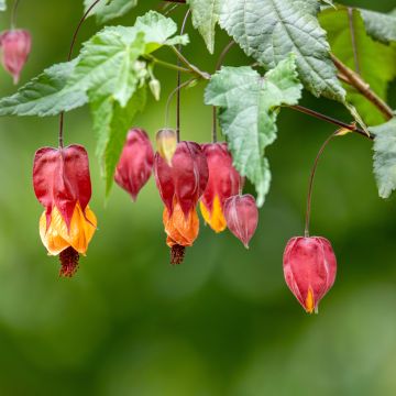 Abulilon megapotamicum - Abutilon du grand fleuve.