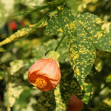 Abutilon pictum Thompsonii