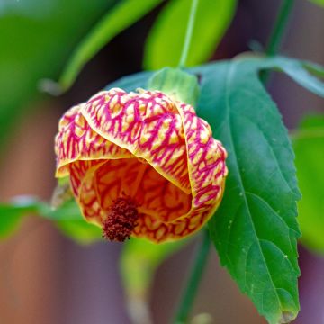 Abutilon striatum Redvein - Erable d'appartement