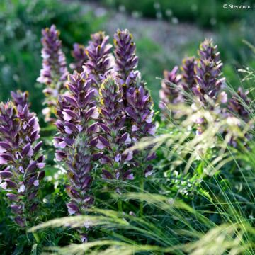 Acanthe spinosus - Acanthe épineuse 