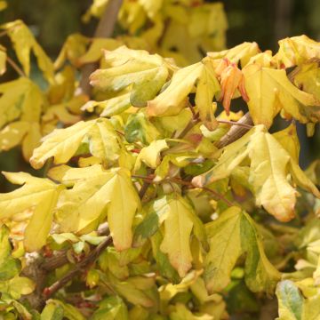 Erable champêtre - Acer campestre