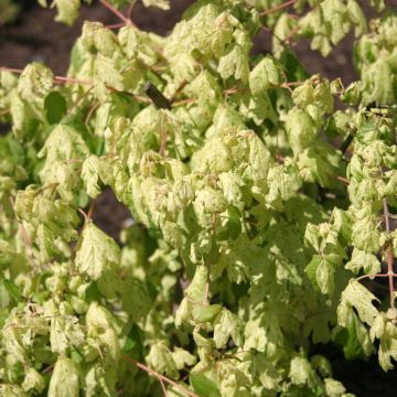 Erable champêtre - Acer campestre