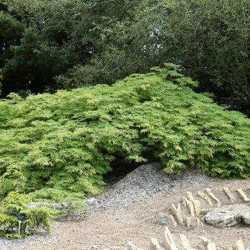 Erable du Japon - Acer shirasawanum Autumn moon