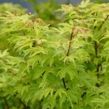 Érable du Japon - Acer palmatum Anne Irene