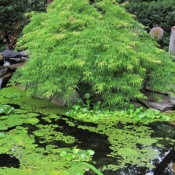 Érable du Japon - Acer palmatum Dissectum Viridis