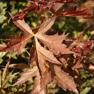 Acer platanoides Columnare - Érable plane