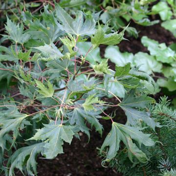 Acer platanoides Columnare - Érable plane