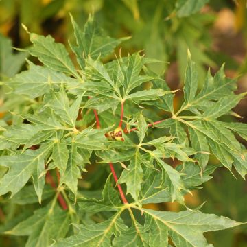 Acer platanoides Columnare - Érable plane