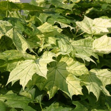 Acer platanoides Emerald Queen - Érable plane