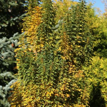 Acer platanoides Emerald Queen - Érable plane