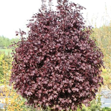 Erable boule - Acer platanoides Globosum