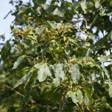 Erable boule - Acer platanoides Globosum