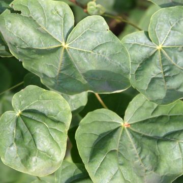 Erable boule - Acer platanoides Globosum