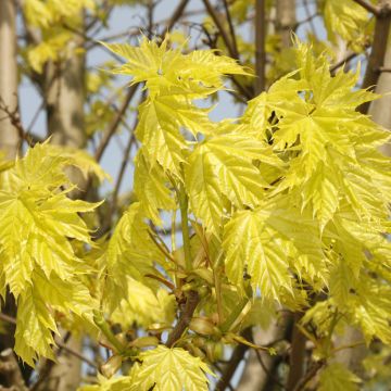 Erable boule - Acer platanoides Globosum