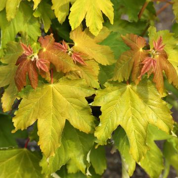 Erable sycomore - Acer pseudoplatanus Pruhonice