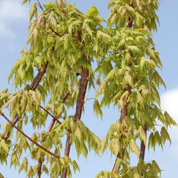 Érable rouge - Acer rubrum Summer Red