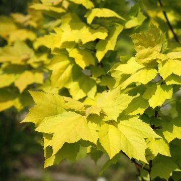 Érable rouge - Acer rubrum Summer Red