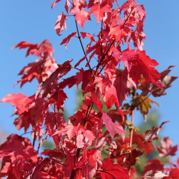 Acer rubrum Somerset - Erable rouge