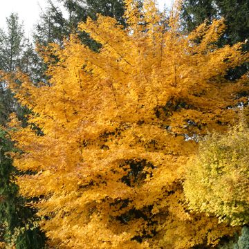 Erable champêtre - Acer campestre