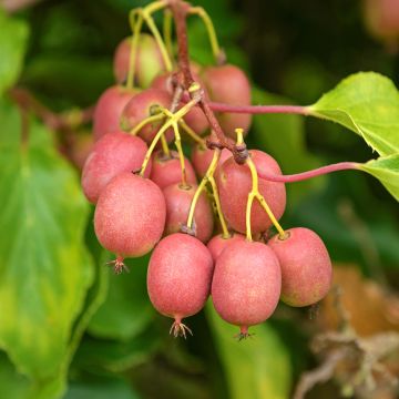 Kiwi arguta Scarlet September (femelle) - Kiwaï - Actinidia arguta