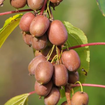 Actinidia kolomikta - Kiwi d'ornement