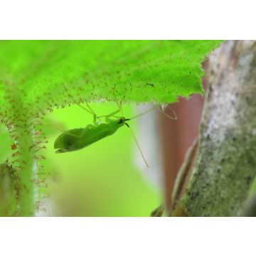 Adultes de Calpop® Biotop contre les aleurodes et acariens boîte de 80