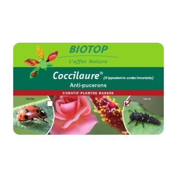 Adultes de coccinelles Coccifly Biotop contre les pucerons sur arbres boîte de 100