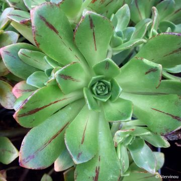 Echeveria ou Aeonium haworthii