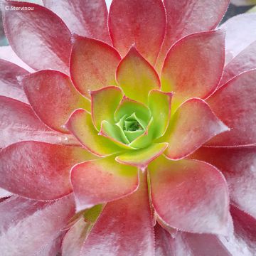 Aeonium arboreum Phoenix Flame - Aeonium en arbre