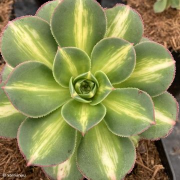 Echeveria ou Aeonium haworthii