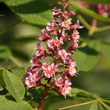 Aesculus hippocastanum Monstrosa - Marronnier commun