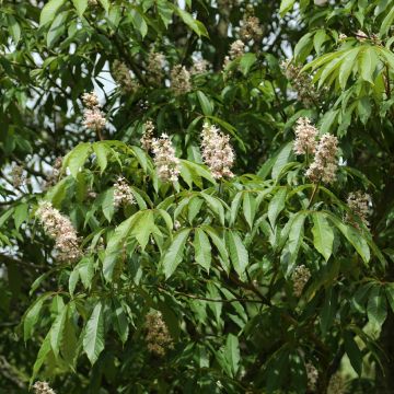 Aesculus chinensis - Marronnier de Chine