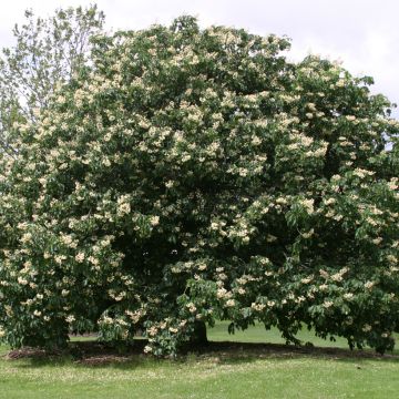 Marronnier d'ornement Autumn Fire - Aesculus neglecta