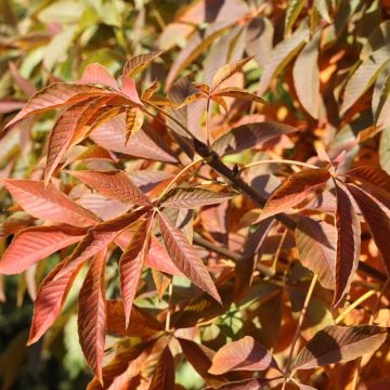 Maronnier nain - Aesculus mutabilis Induta