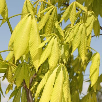 Maronnier nain - Aesculus mutabilis Induta